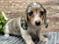 Willie, a male Miniature Dachshund for sale in Lebanon, IN – Photo 3 of 6