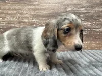 Willie, a male Miniature Dachshund for sale in Lebanon, IN – Photo 5 of 6