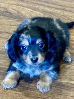 Rocky, a male Miniature Dachshund for sale in Lebanon, IN – Photo 4 of 4