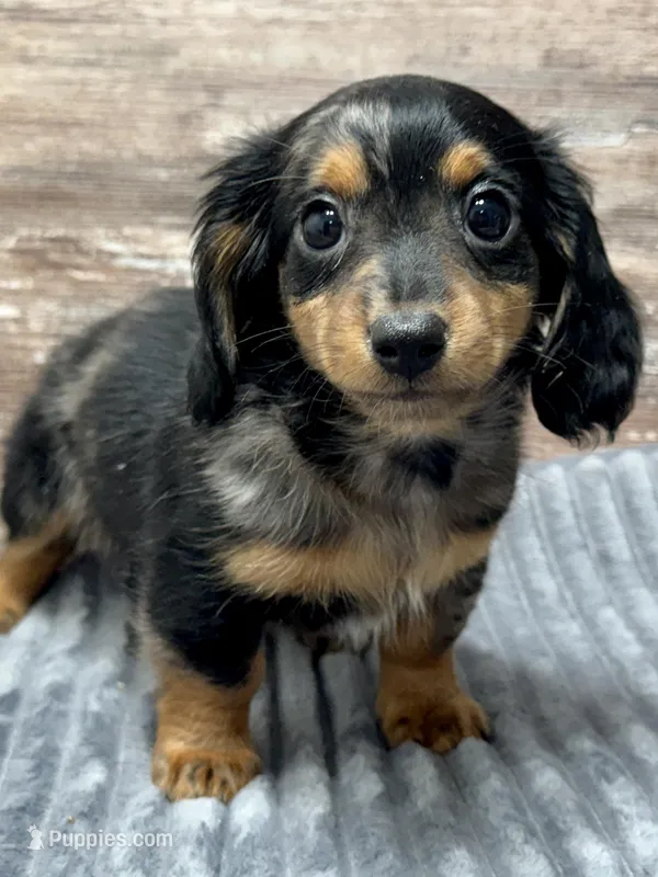 Rocky – Miniature Dachshund puppy for sale in Lebanon, IN