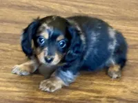 Rocky, a male Miniature Dachshund for sale in Lebanon, IN – Photo 1 of 4