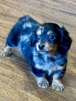 Rocky, a male Miniature Dachshund for sale in Lebanon, IN – Photo 2 of 4