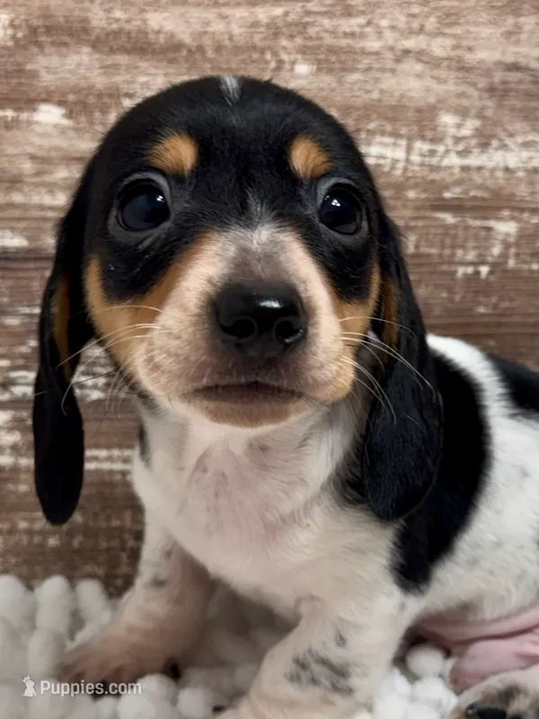Hudson – Miniature Dachshund puppy for sale in Lebanon, IN