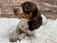 Luna , a female Miniature Dachshund for sale in Lebanon, IN – 4 of 5