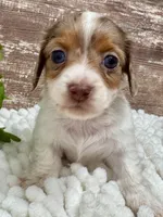 Vienna Long Hair, a female Miniature Dachshund for sale in Lebanon, IN – Photo 2 of 5