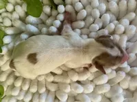 processed/4efce14b-6f25-4d93-8864-e6ea5e4caacc/listing/824a02ee-c03e-4dd7-840c-cd3c4baab31a/624a4deb-2e95-4867-9731-8a2fe099bb40