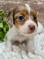 Vienna Long Hair, a female Miniature Dachshund for sale in Lebanon, IN – Photo 1 of 5