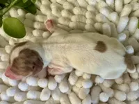 processed/4efce14b-6f25-4d93-8864-e6ea5e4caacc/listing/824a02ee-c03e-4dd7-840c-cd3c4baab31a/917b7afb-10a0-432c-91da-2f49e06980e4