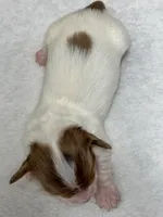 Vienna Long Hair, a female Miniature Dachshund for sale in Lebanon, IN – Photo 5 of 5