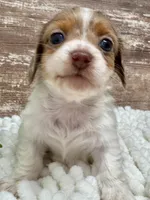 Vienna Long Hair, a female Miniature Dachshund for sale in Lebanon, IN – Photo 4 of 5