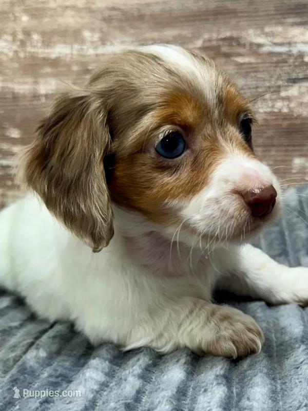 Vienna Long Hair – Miniature Dachshund puppy for sale in Lebanon, IN