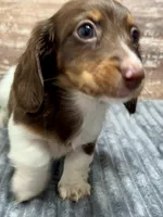 Otis Long Hair, a male Miniature Dachshund for sale in Lebanon, IN – Photo 4 of 6