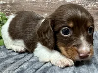 Otis Long Hair, a male Miniature Dachshund for sale in Lebanon, IN – Photo 2 of 5