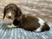 Otis Long Hair, a male Miniature Dachshund for sale in Lebanon, IN – Photo 6 of 6