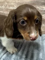 Otis Long Hair, a male Miniature Dachshund for sale in Lebanon, IN – Photo 2 of 6