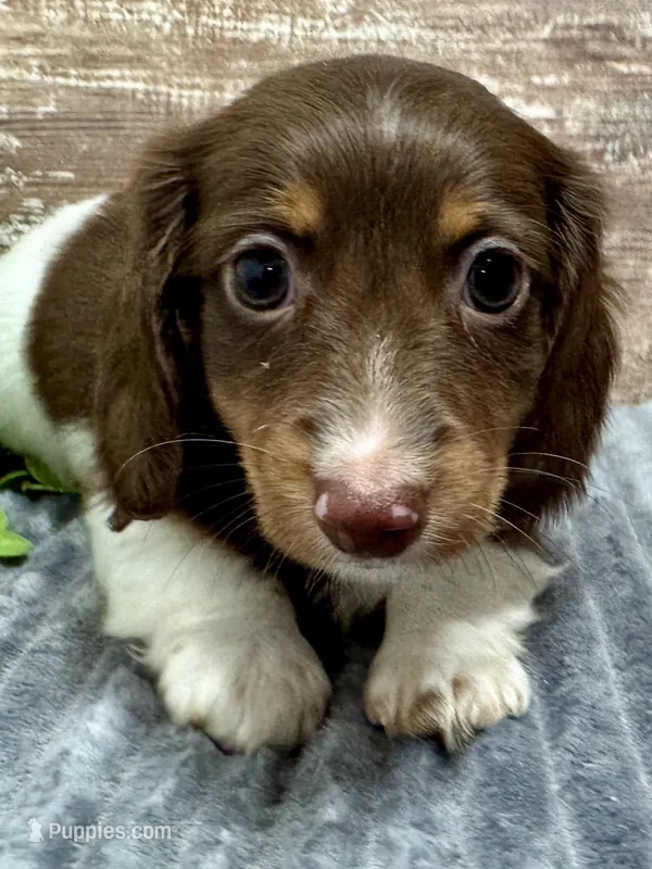 Otis Long Hair – Miniature Dachshund puppy for sale in Lebanon, IN