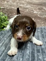 Otis Long Hair, a male Miniature Dachshund for sale in Lebanon, IN – Photo 3 of 5