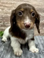 Otis Long Hair, a male Miniature Dachshund for sale in Lebanon, IN – Photo 3 of 6