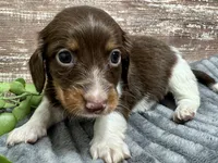 Otis Long Hair, a male Miniature Dachshund for sale in Lebanon, IN – Photo 4 of 5