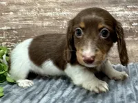 Otis Long Hair, a male Miniature Dachshund for sale in Lebanon, IN – Photo 5 of 6