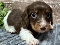 Otis Long Hair, a male Miniature Dachshund for sale in Lebanon, IN – Photo 1 of 5