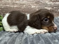 Otis Long Hair, a male Miniature Dachshund for sale in Lebanon, IN – Photo 5 of 5