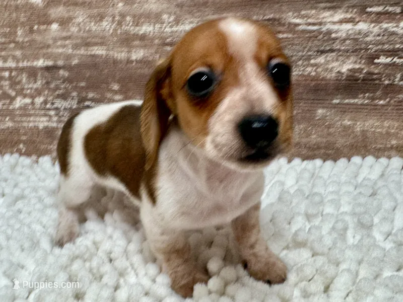 Caleb – Miniature Dachshund puppy for sale in Lebanon, IN