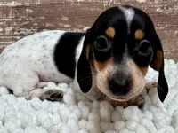 Dixie , a female Miniature Dachshund for sale in Lebanon, IN – 4 of 6