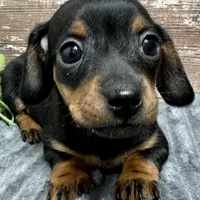 Flower, a female Miniature Dachshund for sale in Lebanon, IN – Photo 3 of 6