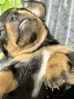 processed/4efce14b-6f25-4d93-8864-e6ea5e4caacc/listing/89b125ce-d886-48d6-82cb-af871eba14c2/0baf36ec-2579-422f-a5db-4eceeb1fe960