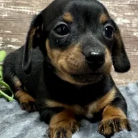 Flower, a female Miniature Dachshund for sale in Lebanon, IN – Photo 2 of 6