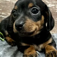 Flower, a female Miniature Dachshund for sale in Lebanon, IN – Photo 1 of 6