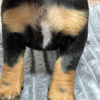 Flower, a female Miniature Dachshund for sale in Lebanon, IN – Photo 6 of 6