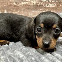 Flower, a female Miniature Dachshund for sale in Lebanon, IN – Photo 5 of 6