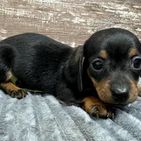 Flower, a female Miniature Dachshund for sale in Lebanon, IN – Photo 4 of 6