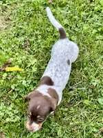 Girl Chocolate, a female Miniature Dachshund for sale in Lebanon, IN – 4 of 4