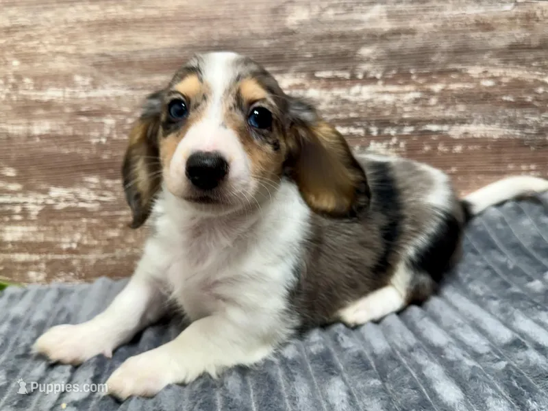 Cole Long Hair – Miniature Dachshund puppy for sale in Lebanon, IN