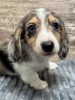 Cole, a male Miniature Dachshund for sale in Lebanon, IN – Photo 4 of 5