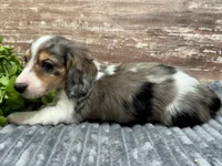Cole, a male Miniature Dachshund for sale in Lebanon, IN – Photo 2 of 5
