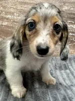 Cole, a male Miniature Dachshund for sale in Lebanon, IN – Photo 3 of 5