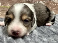 Cole Long Hair, a male Miniature Dachshund for sale in Lebanon, IN – Photo 1 of 4