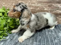 Cole, a male Miniature Dachshund for sale in Lebanon, IN – Photo 5 of 5