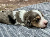 Cole Long Hair, a male Miniature Dachshund for sale in Lebanon, IN – Photo 2 of 4
