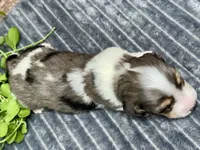 Cole Long Hair, a male Miniature Dachshund for sale in Lebanon, IN – Photo 3 of 4