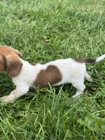 Caleb, a male Miniature Dachshund for sale in Lebanon, IN – 4 of 5