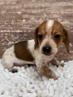 Conner , a male Miniature Dachshund for sale in Lebanon, IN – 3 of 5