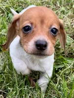 Polly, a female Miniature Dachshund for sale in Lebanon, IN – 4 of 5