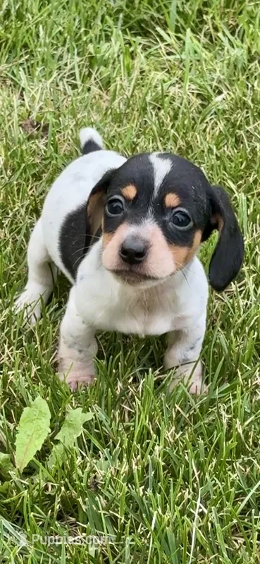 Girl – Miniature Dachshund puppy for sale in Lebanon, IN