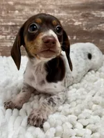 Luna , a female Miniature Dachshund for sale in Lebanon, IN – 3 of 5