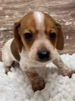 Conner , a male Miniature Dachshund for sale in Lebanon, IN – 5 of 5